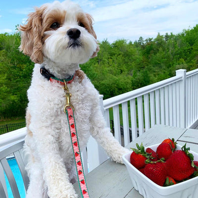 Strawberry Fields Dog Lead